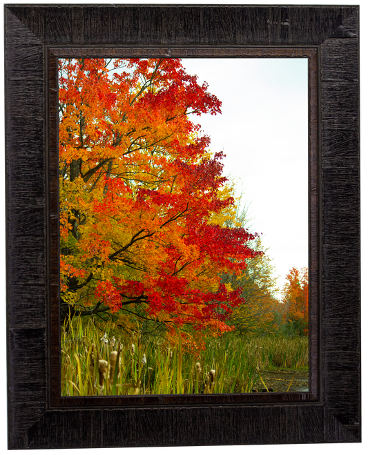 Autumn Red - Framed Print
